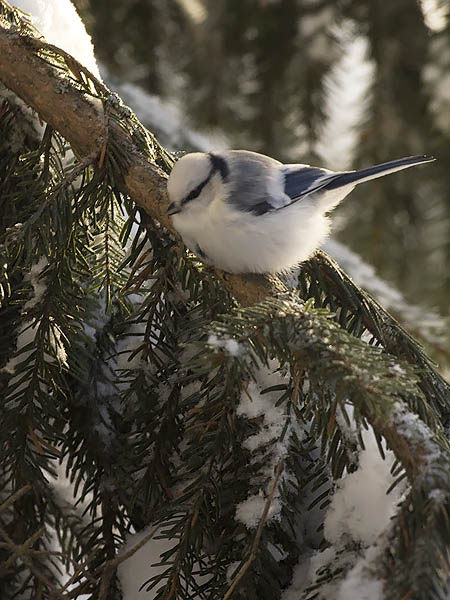 Valkopäätiainen, Azure Tit, Cyanistes cyanus